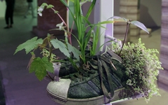 用球鞋养花，“球鞋盆栽” 现身威尼斯双年展