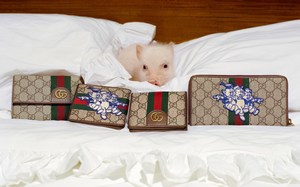 Gucci 推出最新 2019 猪年别注系列